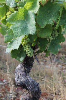 pied-vigne-domaine-dionet