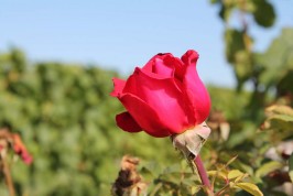 rose-vignoble-domaine-dionet