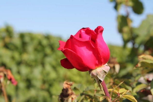 rose-vignoble-domaine-dionet