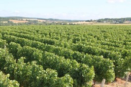 vignoble-domaine-dionet-rangs-vigne2